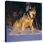 Gray Wolf Running in Snow-DLILLC-Stretched Canvas