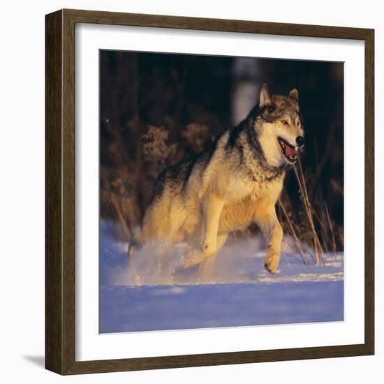 Gray Wolf Running in Snow-DLILLC-Framed Photographic Print