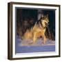 Gray Wolf Running in Snow-DLILLC-Framed Photographic Print