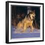 Gray Wolf Running in Snow-DLILLC-Framed Photographic Print
