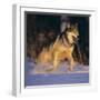 Gray Wolf Running in Snow-DLILLC-Framed Photographic Print