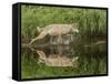 Gray Wolf Running Through Water, Minnesota-Adam Jones-Framed Stretched Canvas