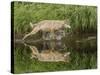 Gray Wolf Running Through Water, Minnesota-Adam Jones-Stretched Canvas