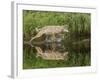 Gray Wolf Running Through Water, Minnesota-Adam Jones-Framed Photographic Print