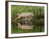 Gray Wolf Running Through Water, Minnesota-Adam Jones-Framed Photographic Print