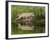 Gray Wolf Running Through Water, Minnesota-Adam Jones-Framed Photographic Print