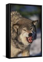 Gray Wolf Snarling in Snow-DLILLC-Framed Stretched Canvas