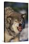 Gray Wolf Snarling in Snow-DLILLC-Stretched Canvas