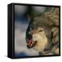 Gray Wolf Snarling in Snow-DLILLC-Framed Stretched Canvas