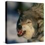 Gray Wolf Snarling in Snow-DLILLC-Stretched Canvas