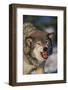 Gray Wolf Snarling in Snow-DLILLC-Framed Photographic Print