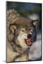 Gray Wolf Snarling in Snow-DLILLC-Mounted Photographic Print