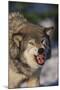 Gray Wolf Snarling in Snow-DLILLC-Mounted Photographic Print