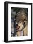 Gray Wolf Snarling in Snow-DLILLC-Framed Photographic Print