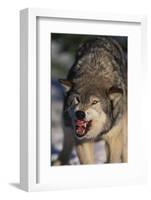 Gray Wolf Snarling in Snow-DLILLC-Framed Photographic Print