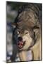 Gray Wolf Snarling in Snow-DLILLC-Mounted Photographic Print