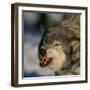 Gray Wolf Snarling in Snow-DLILLC-Framed Photographic Print