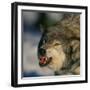 Gray Wolf Snarling in Snow-DLILLC-Framed Photographic Print