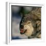 Gray Wolf Snarling in Snow-DLILLC-Framed Photographic Print