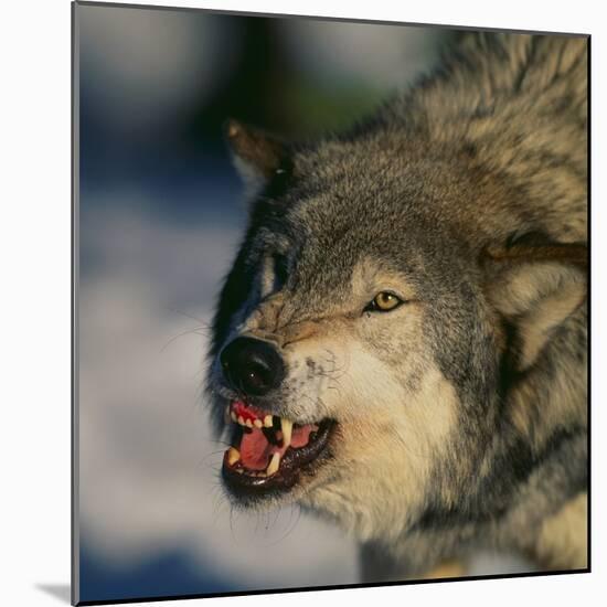 Gray Wolf Snarling in Snow-DLILLC-Mounted Photographic Print
