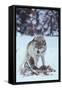 Gray Wolf Snarling over Deer Carcass-DLILLC-Framed Stretched Canvas