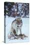 Gray Wolf Snarling over Deer Carcass-DLILLC-Stretched Canvas