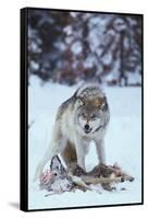 Gray Wolf Snarling over Deer Carcass-DLILLC-Framed Stretched Canvas