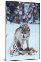 Gray Wolf Snarling over Deer Carcass-DLILLC-Mounted Photographic Print