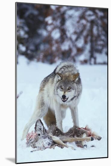 Gray Wolf Snarling over Deer Carcass-DLILLC-Mounted Photographic Print