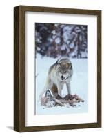 Gray Wolf Snarling over Deer Carcass-DLILLC-Framed Photographic Print