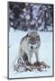 Gray Wolf Snarling over Deer Carcass-DLILLC-Mounted Photographic Print