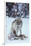 Gray Wolf Snarling over Deer Carcass-DLILLC-Framed Photographic Print