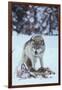 Gray Wolf Snarling over Deer Carcass-DLILLC-Framed Photographic Print