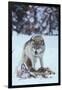 Gray Wolf Snarling over Deer Carcass-DLILLC-Framed Photographic Print