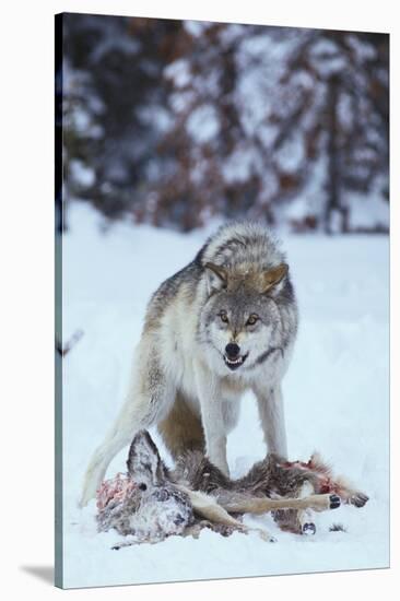 Gray Wolf Snarling over Deer Carcass-DLILLC-Stretched Canvas