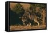 Gray Wolf Stalking-DLILLC-Framed Stretched Canvas