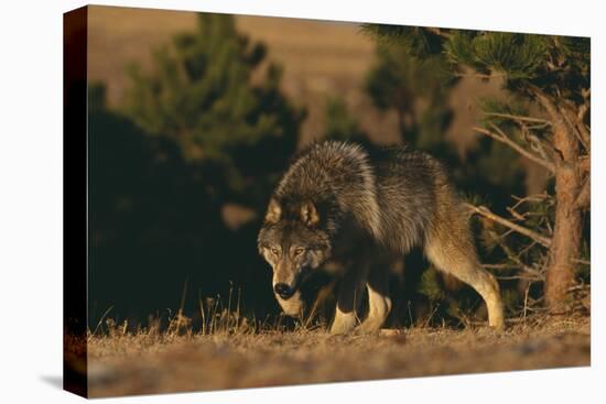 Gray Wolf Stalking-DLILLC-Stretched Canvas