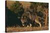 Gray Wolf Stalking-DLILLC-Stretched Canvas