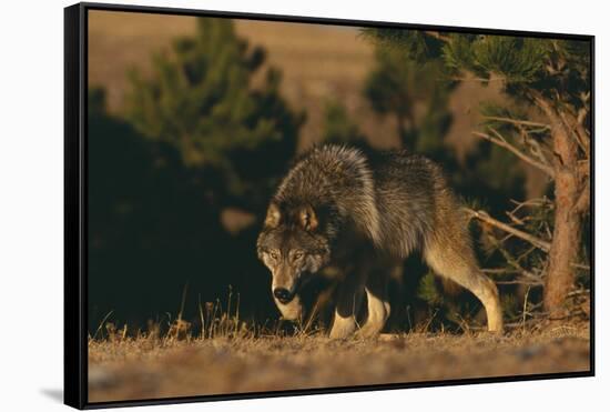 Gray Wolf Stalking-DLILLC-Framed Stretched Canvas