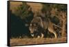 Gray Wolf Stalking-DLILLC-Framed Stretched Canvas