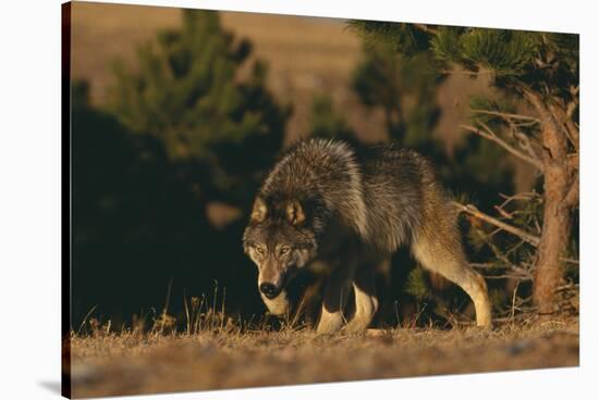 Gray Wolf Stalking-DLILLC-Stretched Canvas