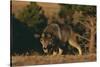 Gray Wolf Stalking-DLILLC-Stretched Canvas