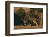 Gray Wolf Stalking-DLILLC-Framed Premium Photographic Print