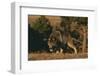 Gray Wolf Stalking-DLILLC-Framed Premium Photographic Print