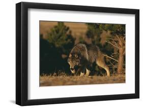 Gray Wolf Stalking-DLILLC-Framed Photographic Print