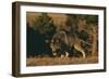 Gray Wolf Stalking-DLILLC-Framed Photographic Print