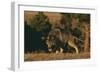 Gray Wolf Stalking-DLILLC-Framed Photographic Print