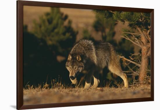 Gray Wolf Stalking-DLILLC-Framed Photographic Print