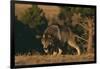 Gray Wolf Stalking-DLILLC-Framed Photographic Print