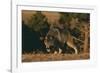 Gray Wolf Stalking-DLILLC-Framed Photographic Print